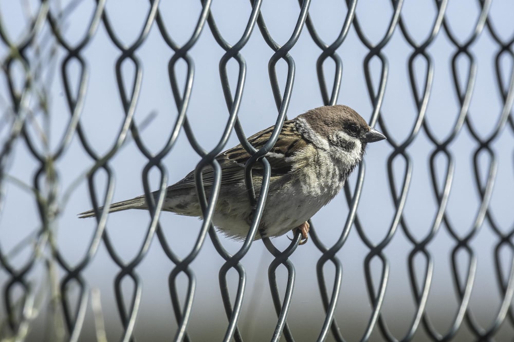 bird guard image